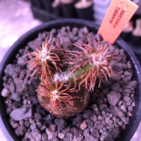 packypodium   makayense《小さめS size》※現地球発根済株※透けたグリーン肌に赤棘の短枝ぼってり樹形‼︎wildなミニチュア株※mad black bowl pot植え