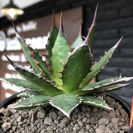 agave  horrida《M size》※発根後店主国内管理1年株※締まり良き手乗りbest sizeなオススメ株※mad black pot植え