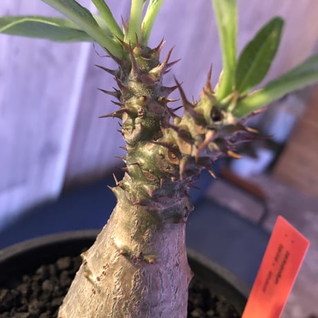 packypodium  windsori i× baronii  《S size》双方の良さが活きた将来有望美株‼︎  ※mad  black  pot植え