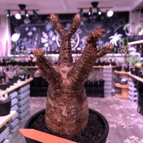 packypodium  gracilius《M  size》※現地球発根済株‼︎※丁度新芽もお目覚めのbalance&サイズ感良き若干茶肌のグラキリス※mad black pot植え