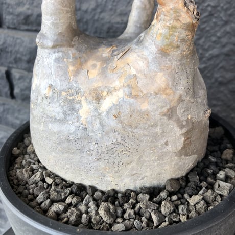 packypodium  gracilius《L L size》店主国内管理３年株※現地球発根済み株‼︎ ※大きなでっぷり球体株で現地焼けの味あるグラキ※mad black bowl pot植え