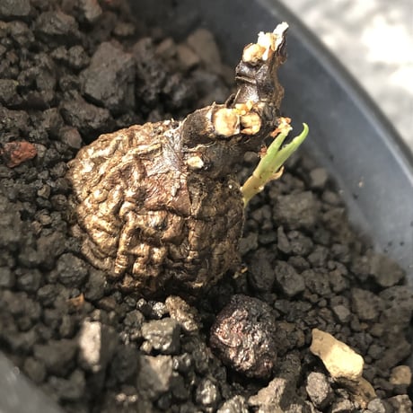 cyphostemma adenocaule《 M size》※現地球発根後店主国内管理3年株※希少種‼︎小振りでも黒味が強く味深き表皮を持つ一株※mad black pot植え