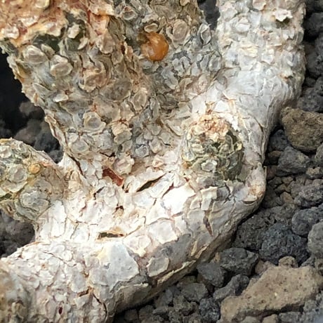 dorstenia  horwoodii《LL size》※現地球株発根済※古き良き味深い極白肌&低重心ぷっくり株元も堪らない渾身の一株‼︎※black bowl pot植え