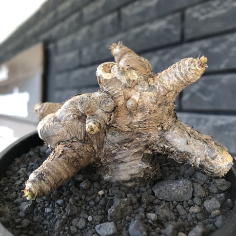 euphorbia  itremensis 《L size》※現地球発根後店主国内管理5年株※極太塊根を持ちweight低く大変将来有望な良樹形※mad black bowl pot植え