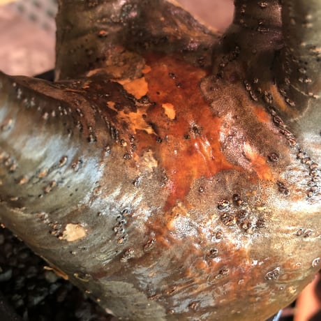 packypodium  gracilius《L size》※現地球発根済株※ぼってり‼︎更に特異性とし大変細枝多数展開‼︎しなやかな躍動感を感じる選抜グラキ※mad black bowl pot植え