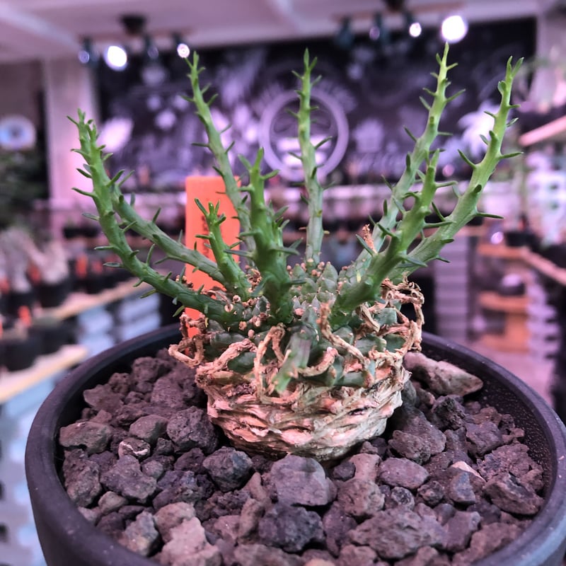 ☆オススメ☆【大株】【圧巻】ユーフォルビアゴルゴニス実生 黒ポット