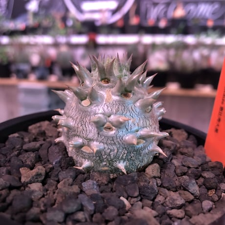 packypodium densicaule恵比寿大黒　littmon  seed🌱《大きめS size》※超球体&肌質が堪らないかわいさ100%‼︎※mad black pot植え