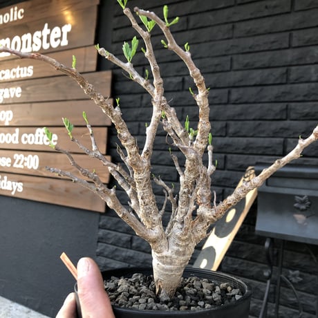 senna  meridionalis《M size》枝は太くbestなsize感‼︎