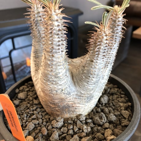 packypodium makayense