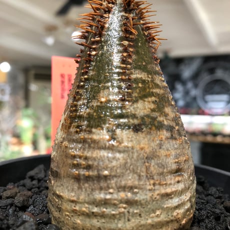 pachypodium gracilius《大きめS size》※現地球株発根済※味深くビンテージ感強き現地焼けに希少green肌を保つ樹形バランスも抜群な一株‼︎※black bowl pot植え