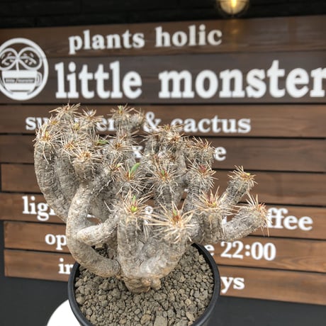 euphorbia  guillauminiana《大きめL size》※現地球発根済株※店主国内管理4年株※溶岩質土壌育ちの現地球株らしい表皮＆厳つい極太幹が◎※mad black pot植え