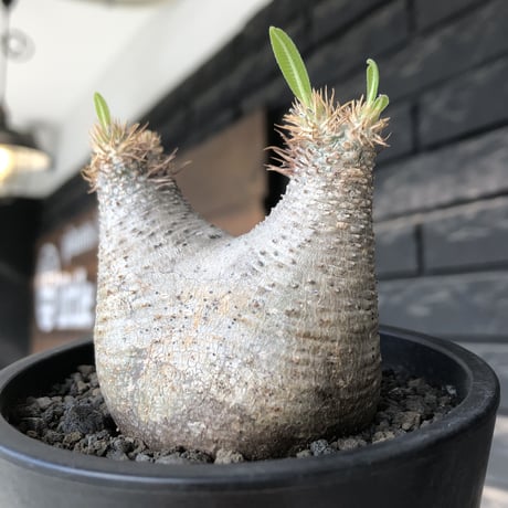 pachypodium gracilius《大きめS size》※極短枝ぼってり株※現地球発根後店主国内管理3年株※極短枝且つぼってり愛くるしい一株※mad black pot植え