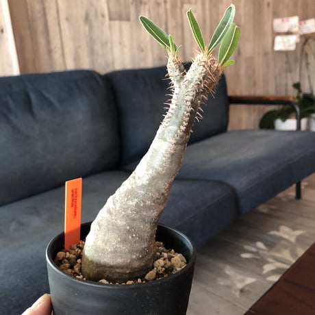 packypodium    gracilius《S size》発根済み株‼︎