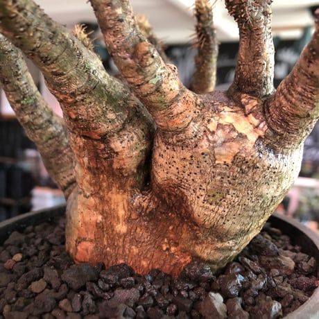 pachypodium gracilius 《M size》※four-he'd株※現地球発根済株※店主国内管理2年株※荒い岩肌ゴツゴツ感も堪らない四分頭株※mad black bowl pot植え