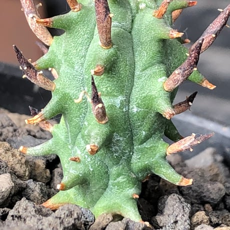 euphorbia schoenlandii《S size》※littmon seed株※小振りながら大株に負けないワイルドさと身体に見合わない太棘を持つ将来有望株※black bowl pot植え