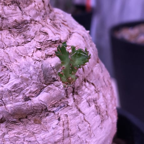 euphorbia     squarrosa《 L size》※希少size‼︎