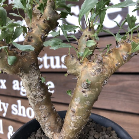 sarcocaulon   crassicaule《L  size》