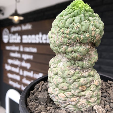 larryleachia cactiformis《 L size》※現地球発根後店主国内管理6年株※驚愕‼︎中々流通なきbigなImpact株‼︎特徴強き人気モノ※mad black pot植え