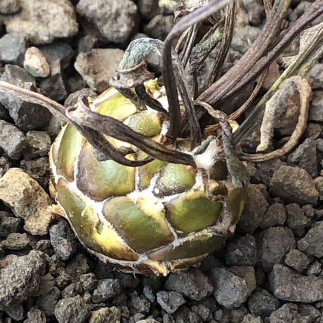 othonna   lepidocaulis《S size》※littmon seed🌱※ボール型からの成長と表皮の変色の変化も楽しめる一株※mad black pot植え
