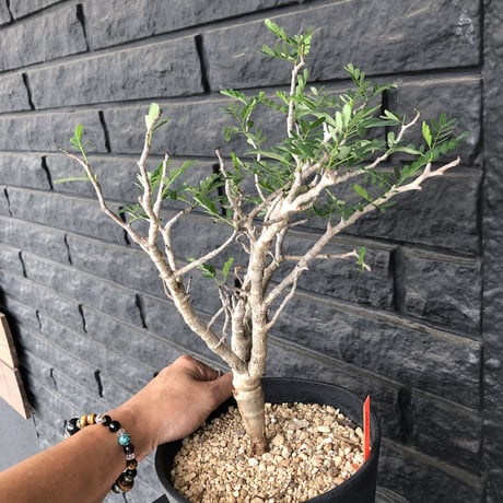 senna  meridionalis《M size》おススメ株