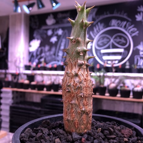 pachypodium  windsori i× baronii  《M size》希少※現地実生発根済株※成長楽しみな双方の良さが活きた将来有望株※mad black pot植え