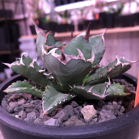 agave     titanota《M  size》Sよりのサイズ感で成熟株の装い   mad  black  pot植え