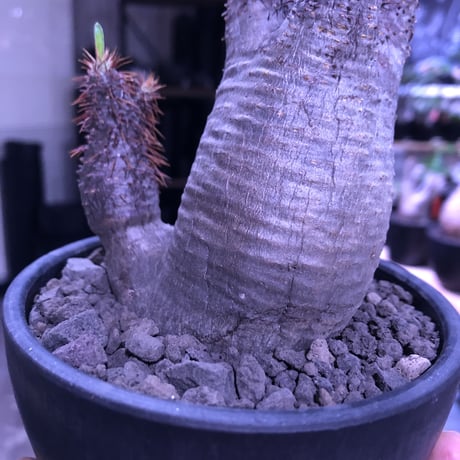 packypodium  gracilius《大きめS  size》W-he'd株※現地球発根済み株‼︎※ぼってり樹形の上、二分頭balance良きグラキ※mad black bowl pot植え