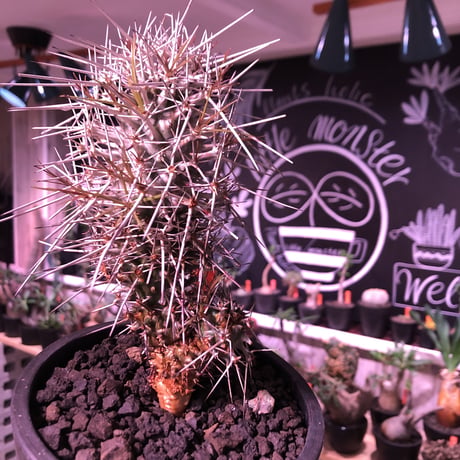 didierea  madagascariensis《M size》Ｗ-he'd株（二分頭）※激希少株※シルバーの棘に覆われたイカした奴　※mad  black  pot植え