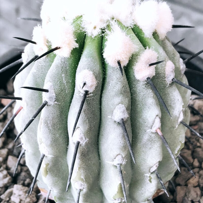 copiapoa cinerea 黒王丸《大きめM size》激希少※現地球発根後店主国内