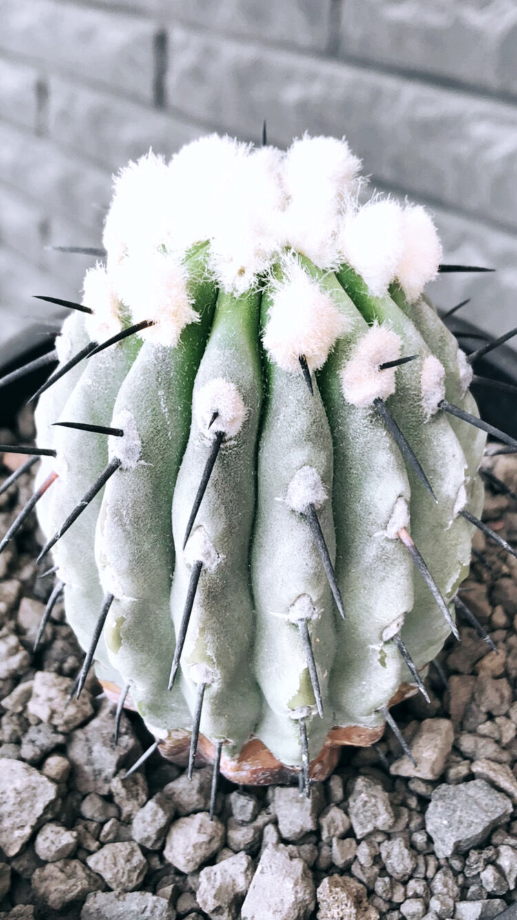 copiapoa cinerea 黒王丸《大きめM size》激希少※現地球発根後店主国内