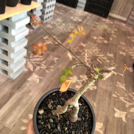 operculicarya decaryi  littmon seed🌱 《3年株》※成長早く感じ育てられる上、幹上がり仕立てのインテリア性高き一株※mad  black  pot植え