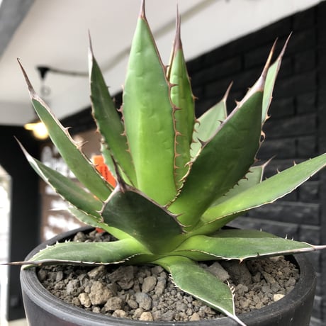 agave horrida《大きめM size》※現地球発根後店主国内管理2年株※締まり&樹形balance良きホリダ※mad black bowl pot植え