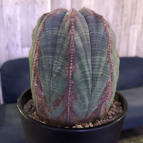 euphorbia  obesa《L size》一部木質化した大株オベサ‼︎※限定６株