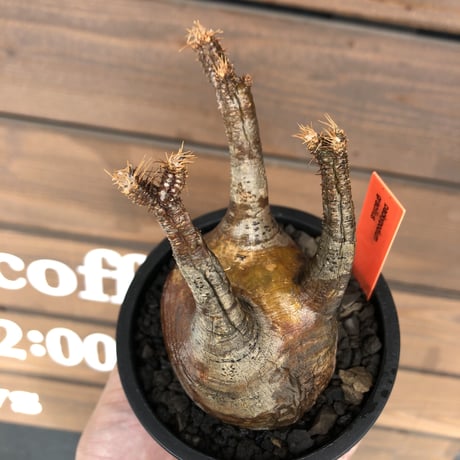 pachypodium  gracilius《小さめM size》赤肌※現地球発根済株※店主国内管理3年株※大変ぼってり樹形且つ極赤肌な一株‼︎※mad black pot植え