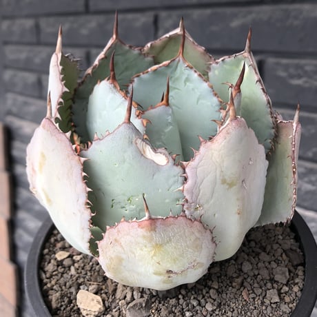 agave guadalajalana《大きめM size》※現地球発根後店主国内管理3年株※極締まり良き美しすぎるボール樹形の選抜株※mad black bowl pot植え