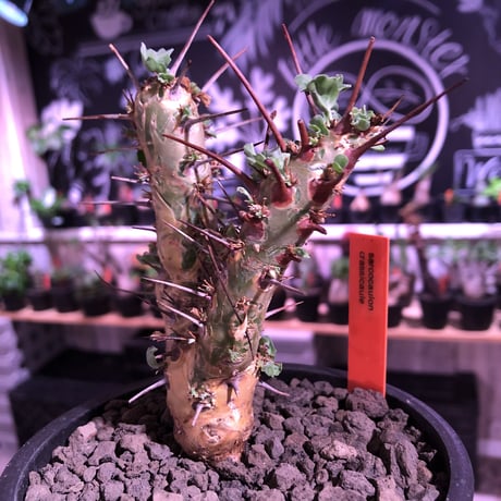 sarcocaulon crassicaule《  M  size》※現地球発根済株※店主国内管理3年株※赤強刺に縮れた葉と白花のギャップ萌えするwildな一株※mad black pot植え