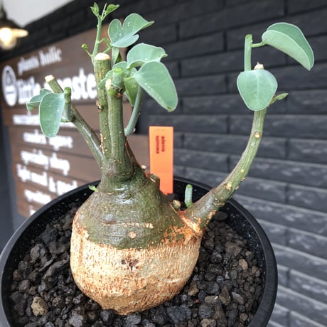 adenia spinosa《M size》球体可愛すぎる一株※現地球発根後店主国内管理3年株※まん丸低重心樹形に肌カラーが可愛すぎて堪らない※mad black pot植え