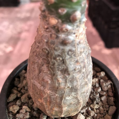euphorbia   pachypodioides《M size 》※ボコボコ肌にぼってり樹形‼︎葉の表がグリーンで葉裏と開花時の花が紫な魅力的で昨今希少な一株※mad black pot植え