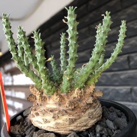 euphorbia gorgonis《XL size》big株※現地球発根後店主国内管理3年株※人気🐙タコもの‼︎美多肉質葉&木質wild塊根の二面性が魅力※mad  black  pot植え