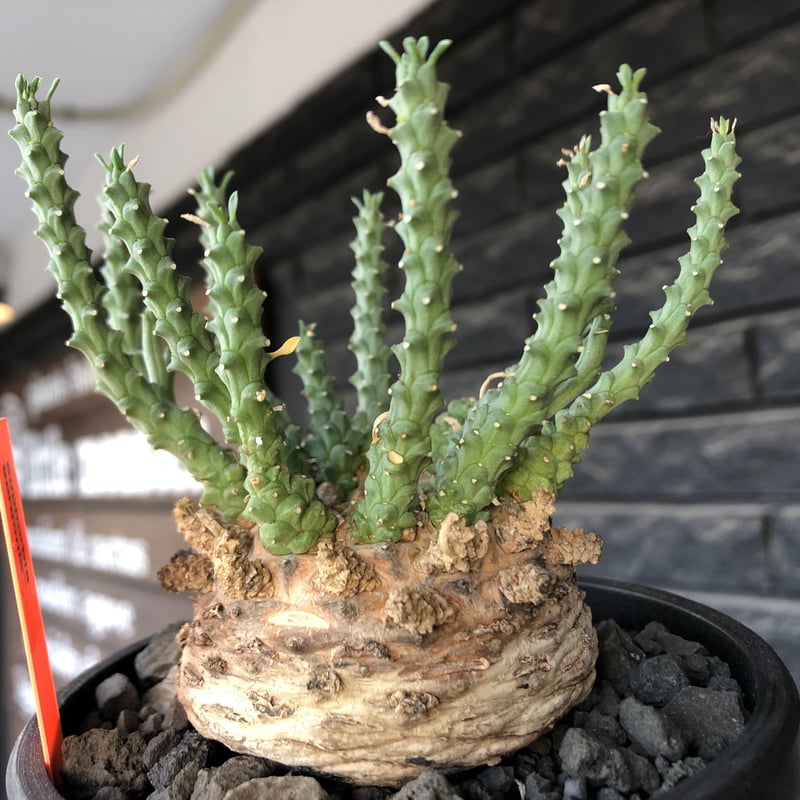 euphorbia gorgonis《XL size》big株※現地球発根後店主国内管理3