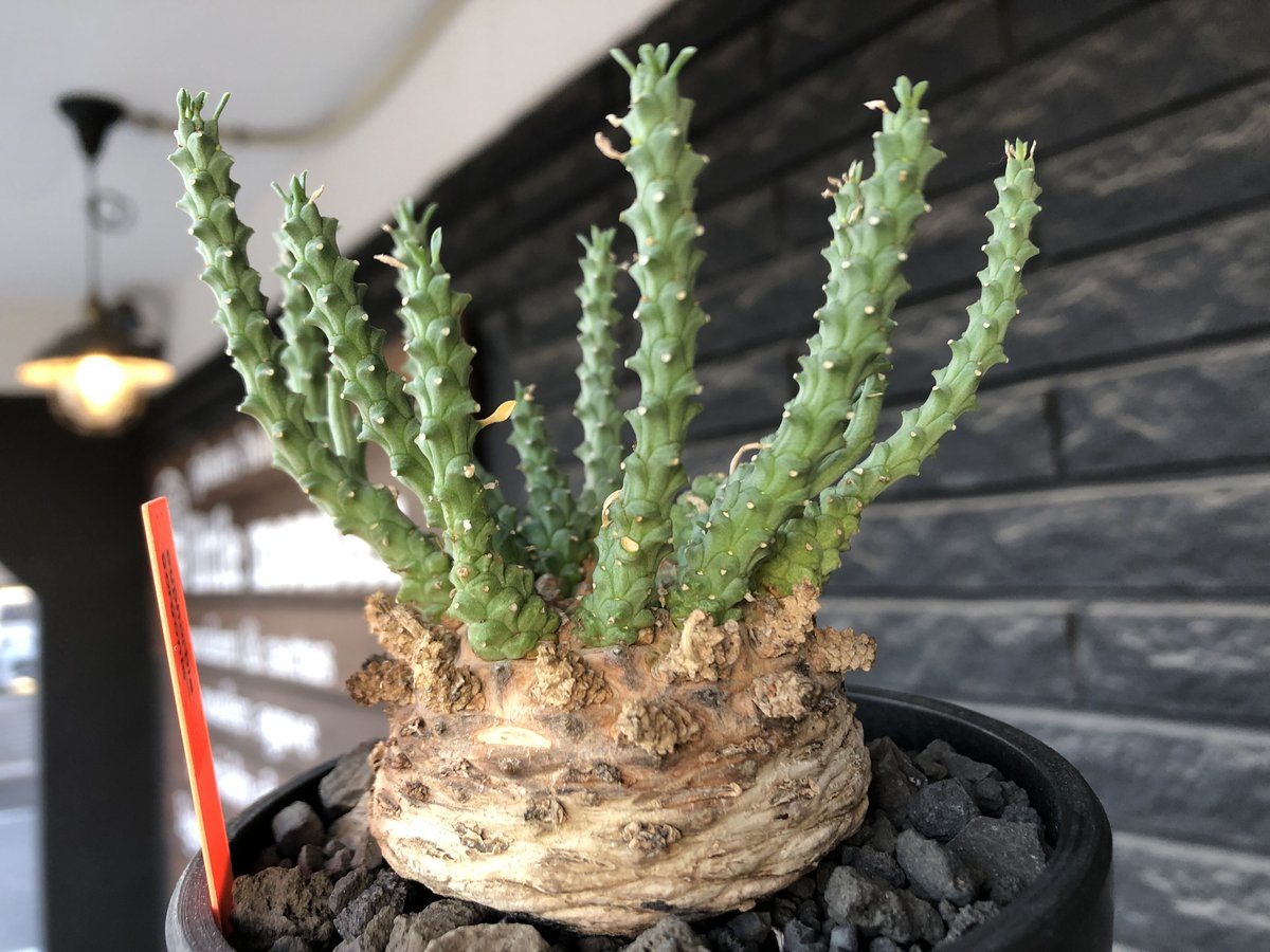 euphorbia gorgonis《XL size》big株※現地球発根後店主国内管理3年株