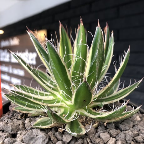 agave filifera ssp.schidigera班入り《大きめM size》※現地球発根後店主国内管理2年株※ボリューム感&美しさ&締まり良き一株※mad black bowl pot植え