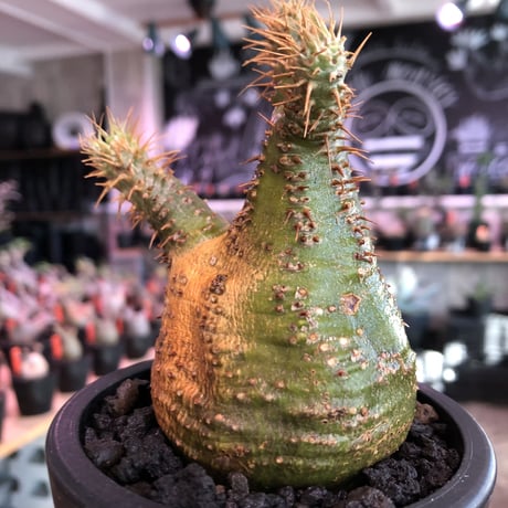 packypodium  gracilius《大きめS size》驚愕‼︎激希少株※現地球発根済株※左半面くっきりgreen肌＆右半面all現地焼け肌のヤバ過ぎる一株※mad black pot植え