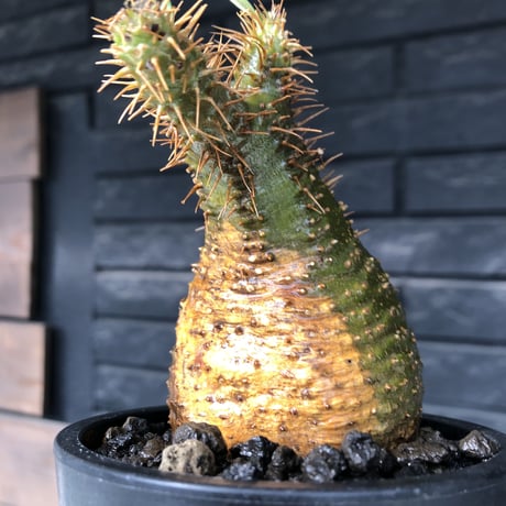 packypodium  gracilius《小さめM size》希少極green肌※現地球発根済株※店主国内管理3年株※怖い程極green肌＆腹面現地焼けのエグい一株※mad black pot植え