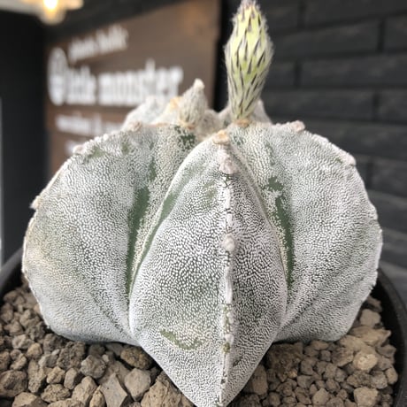 astrophytum 恩塚ランポー玉《L size》※店主国内管理6年株※ビッグサイズ且つ大変美しい白肌が堪らない※mad black bowl pot植え