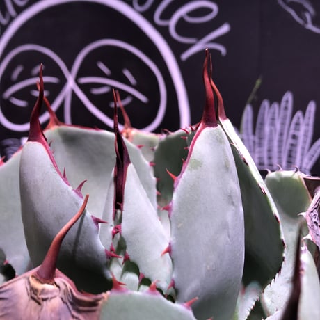 agave   parri   var. truncata《M  size》
