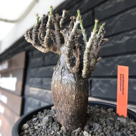 pachypodium bispinosum 《小さめM size》希少‼︎極black肌※現地球発根後店主国内管理3年株※勲章的傷跡に焦げついたほど黒き一株※mad black pot植え