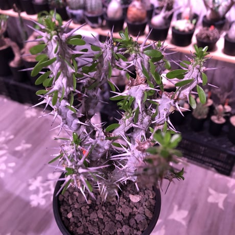 alluaudia   procera《M size》※現地球発根済株※店主国内管理2年株※現地球株は今後輸入出来ません。管理長き大変美しい装いの極美株‼︎※mad black pot植え