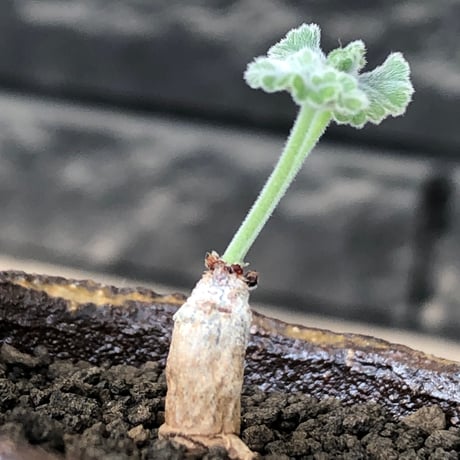 pelargonium  mirabile《SS size》※littmon seed株※誰もが愛おしく堪らないと感じる冬型の人気者※信楽陶器鉢植え