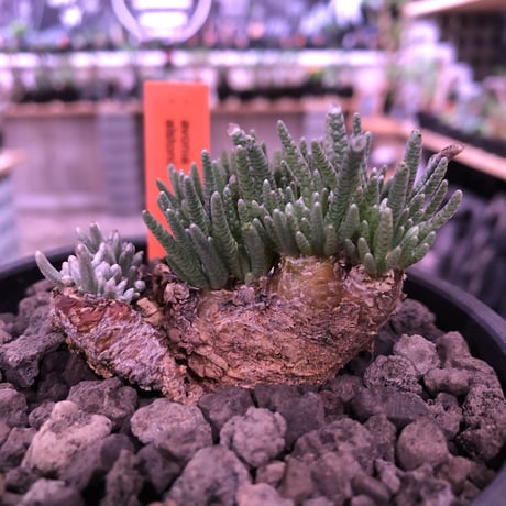 avonia   alstoni 《L L   size》※特化した塊根樹形を持つアルストニー希少大株※ mad black bowl pot植え